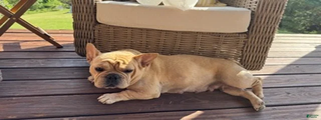 Lilo