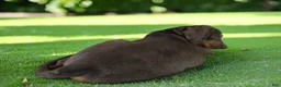 Catahoula Leopard Dog dogs for sale: Gypsie 2026 Female 1 - Ad 19