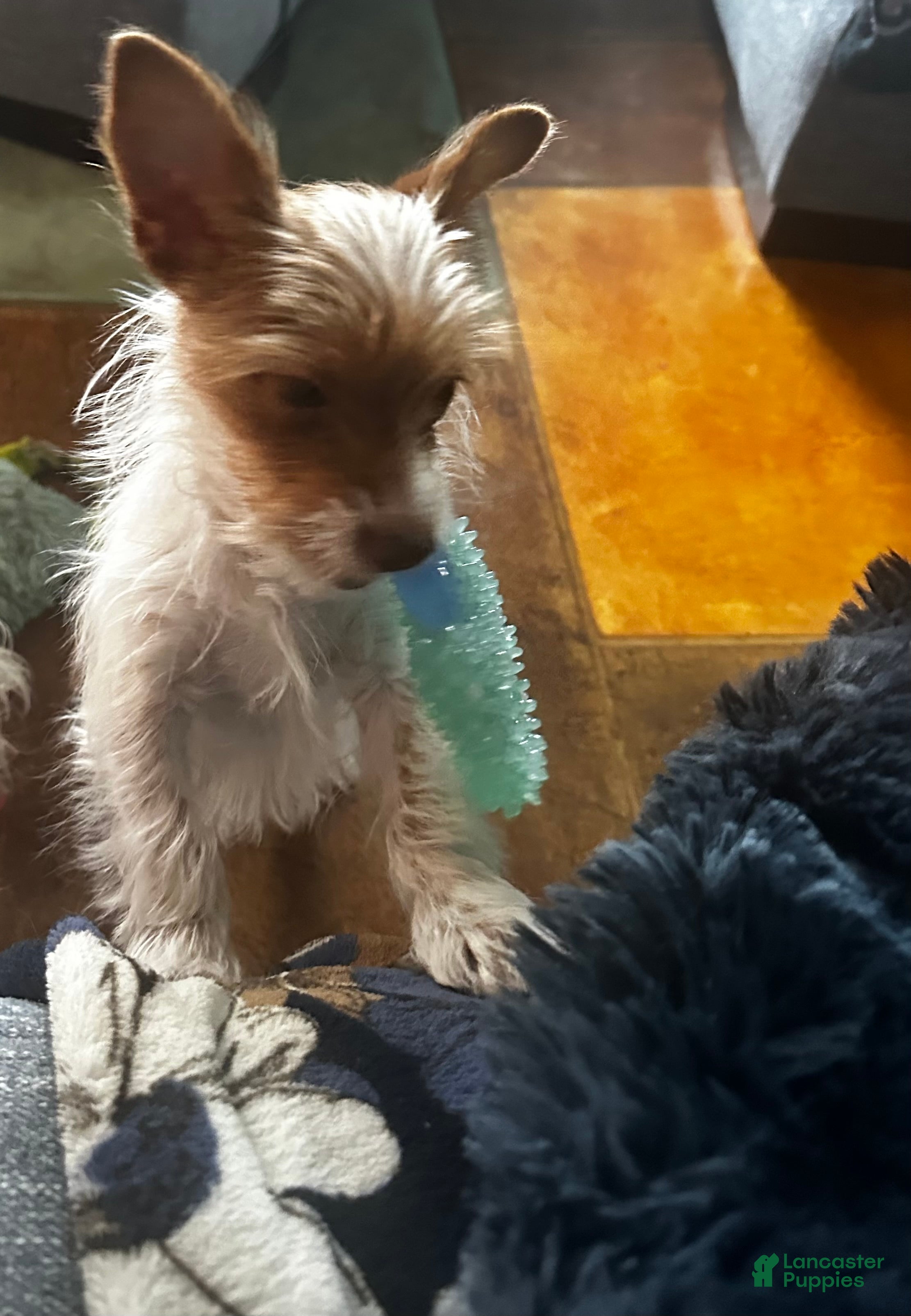 Yorkshire Terrier dogs AKC Cash - Ad 1