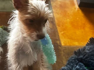 Yorkshire Terrier dogs AKC Cash - Ad 1