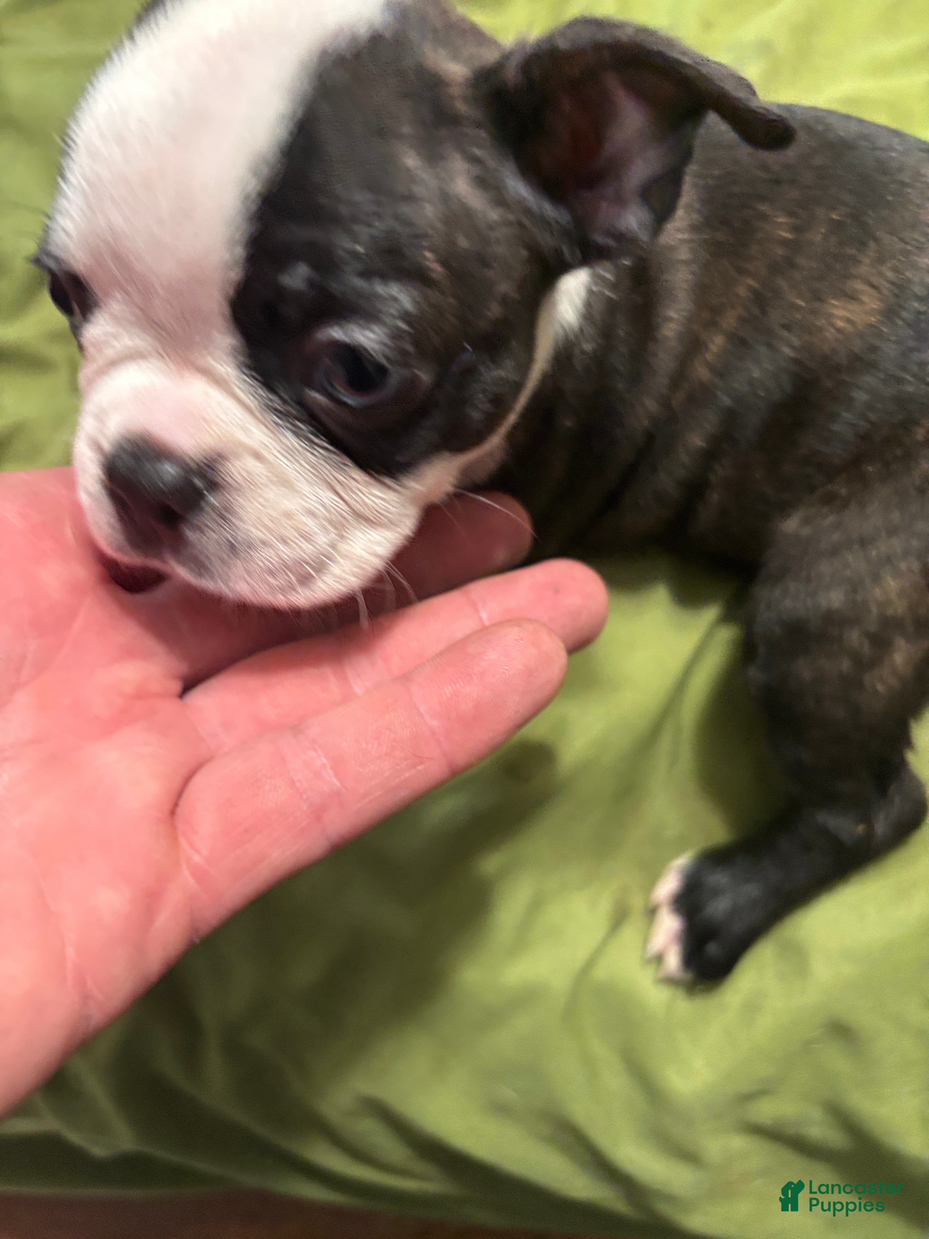 Boston Terrier dogs Boston Terrier 8 - Ad 1