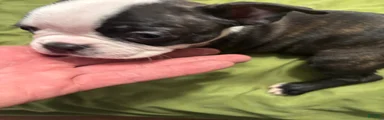 Boston Terrier 8