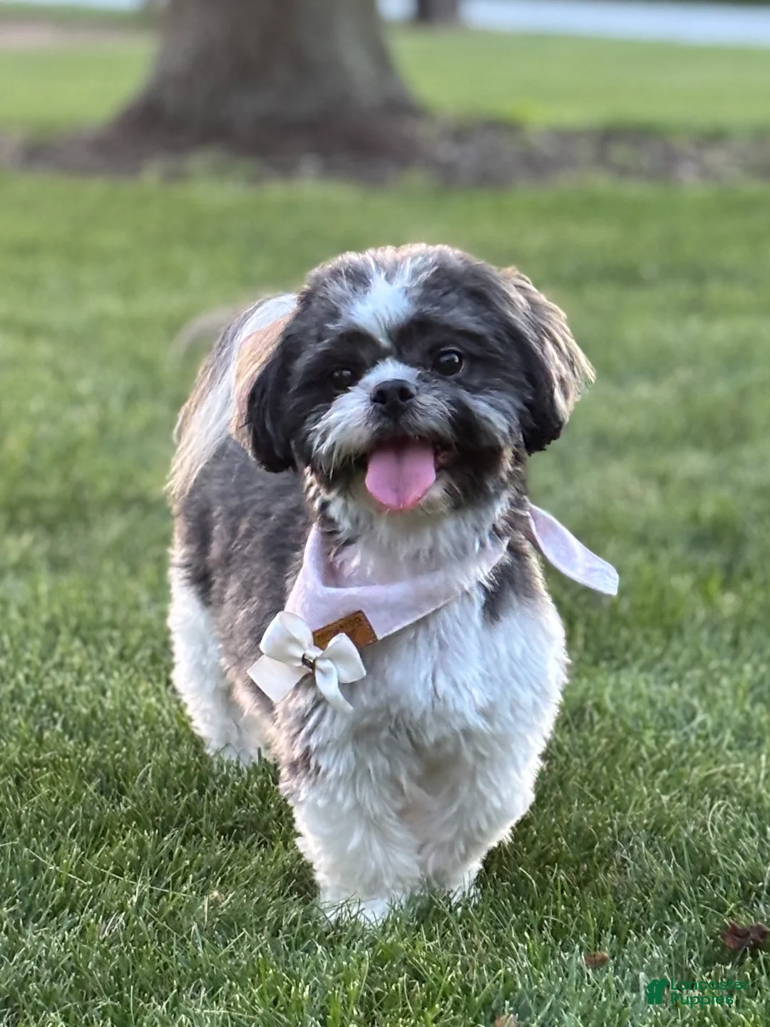 Shih Tzu dogs for sale: Shih Tzu Puppy 1 - Ad 7