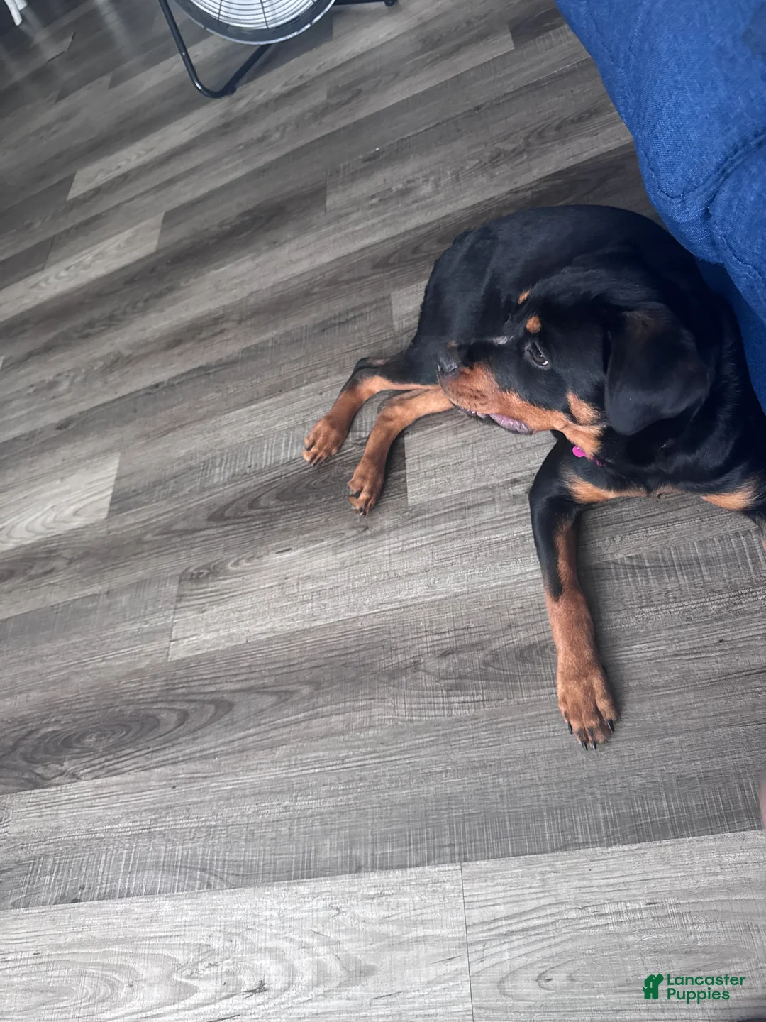 Rottweiler dogs for sale: Rottweiler Puppy 1 - Ad 3