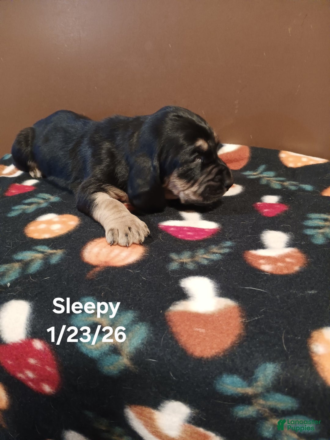 Basset Hound dogs for sale: Sleepy - Ad 2