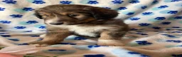 Mixed Breed dogs for sale: Maisie - Ad 3