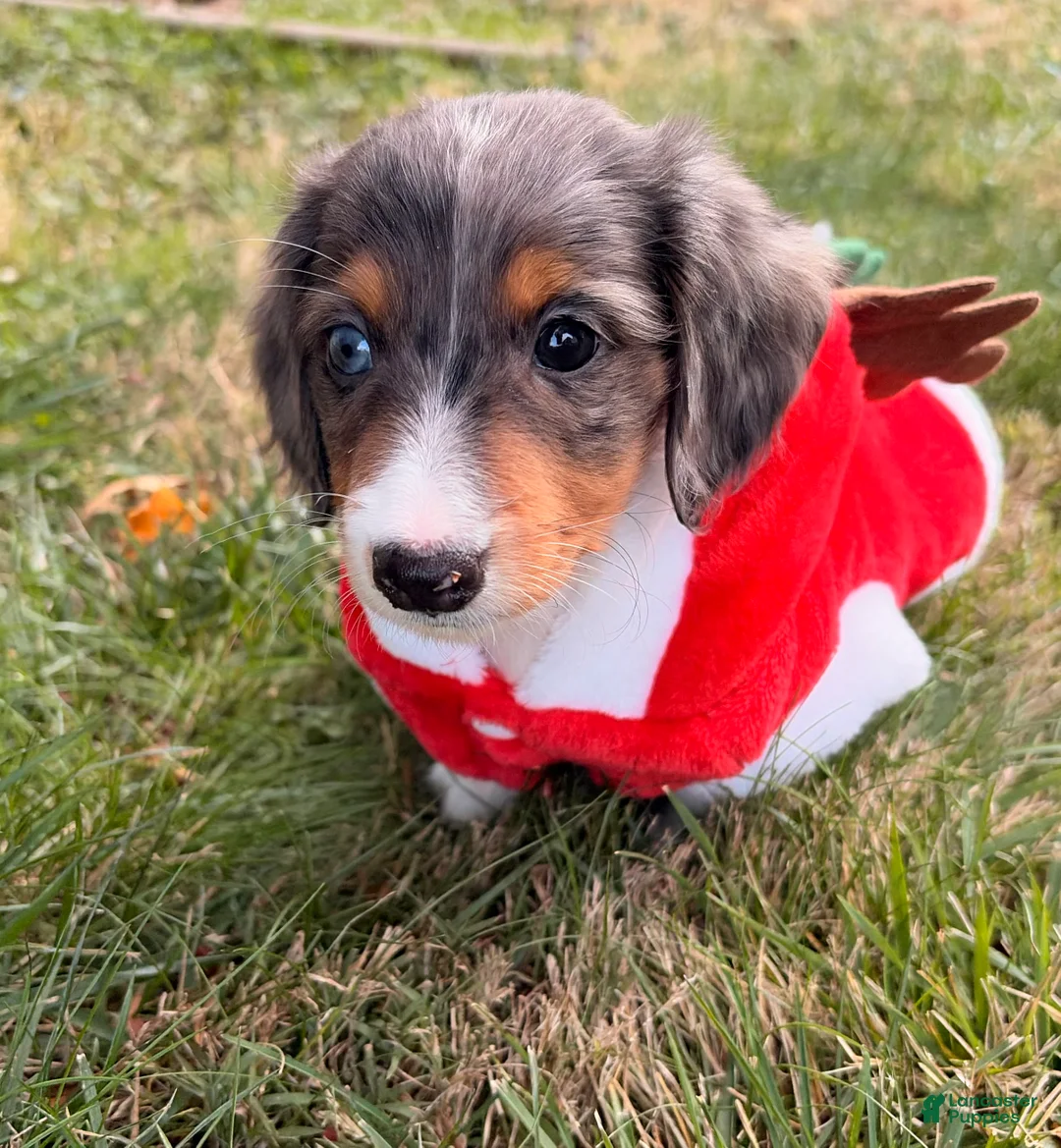 Miniature Dachshund dogs for sale: Nutmeg - Ad 5