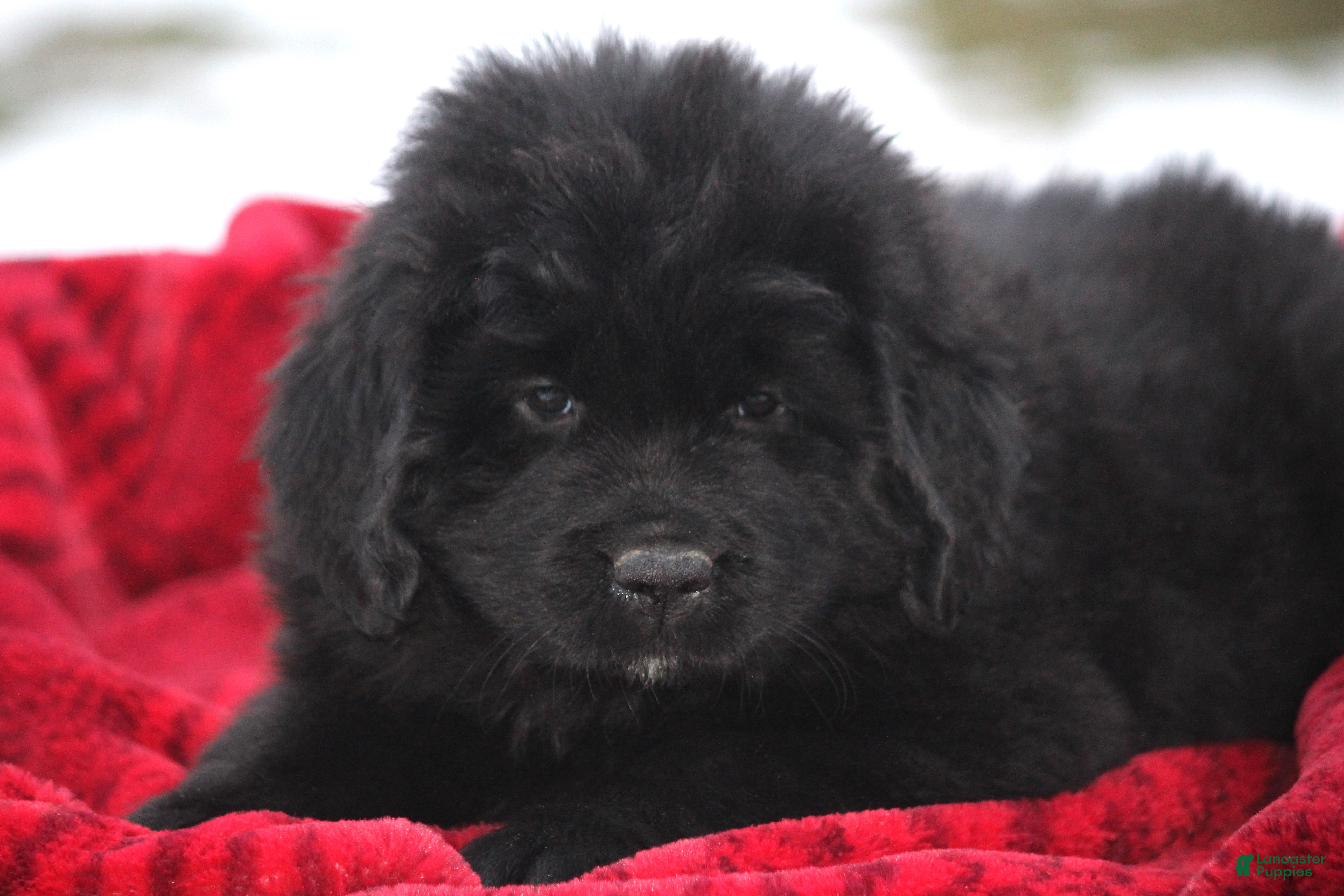 Newfoundland dogs Isla - Ad 17