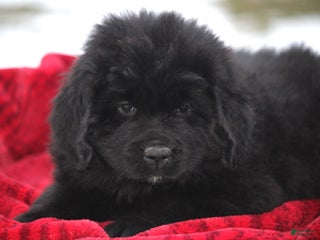 Newfoundland dogs Isla - Ad 28