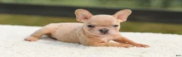 French Bulldog dogs for sale: Iron - Ad 1