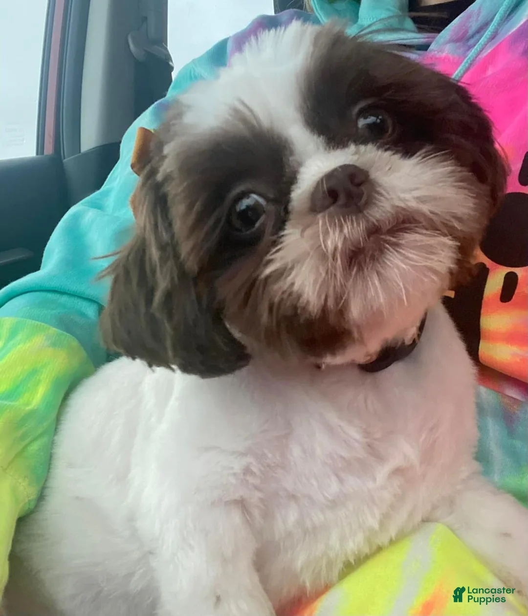 Shihpoo dogs for sale: Cinderella  - Ad 20
