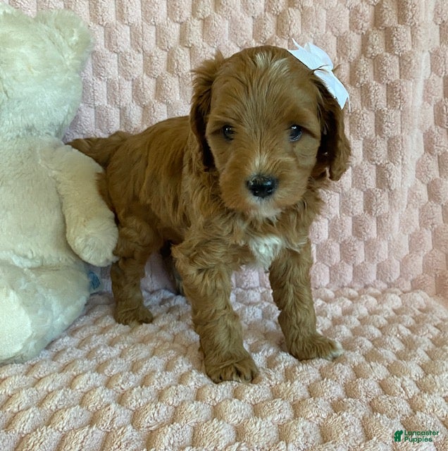 Cavapoo dogs for sale: Taffy - Ad 2