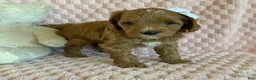 Cavapoo dogs for sale: Taffy - Ad 2