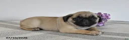 Pug dogs for sale: Enzo - Ad 3