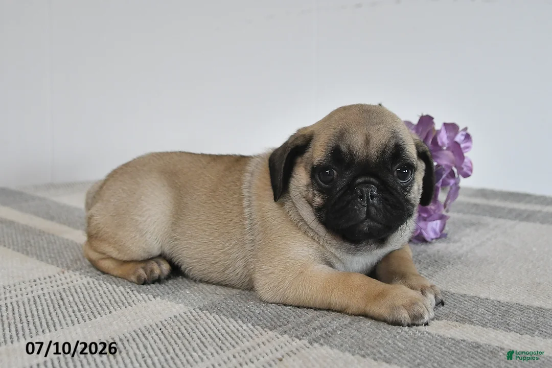 Pug dogs for sale: Enzo - Ad 3