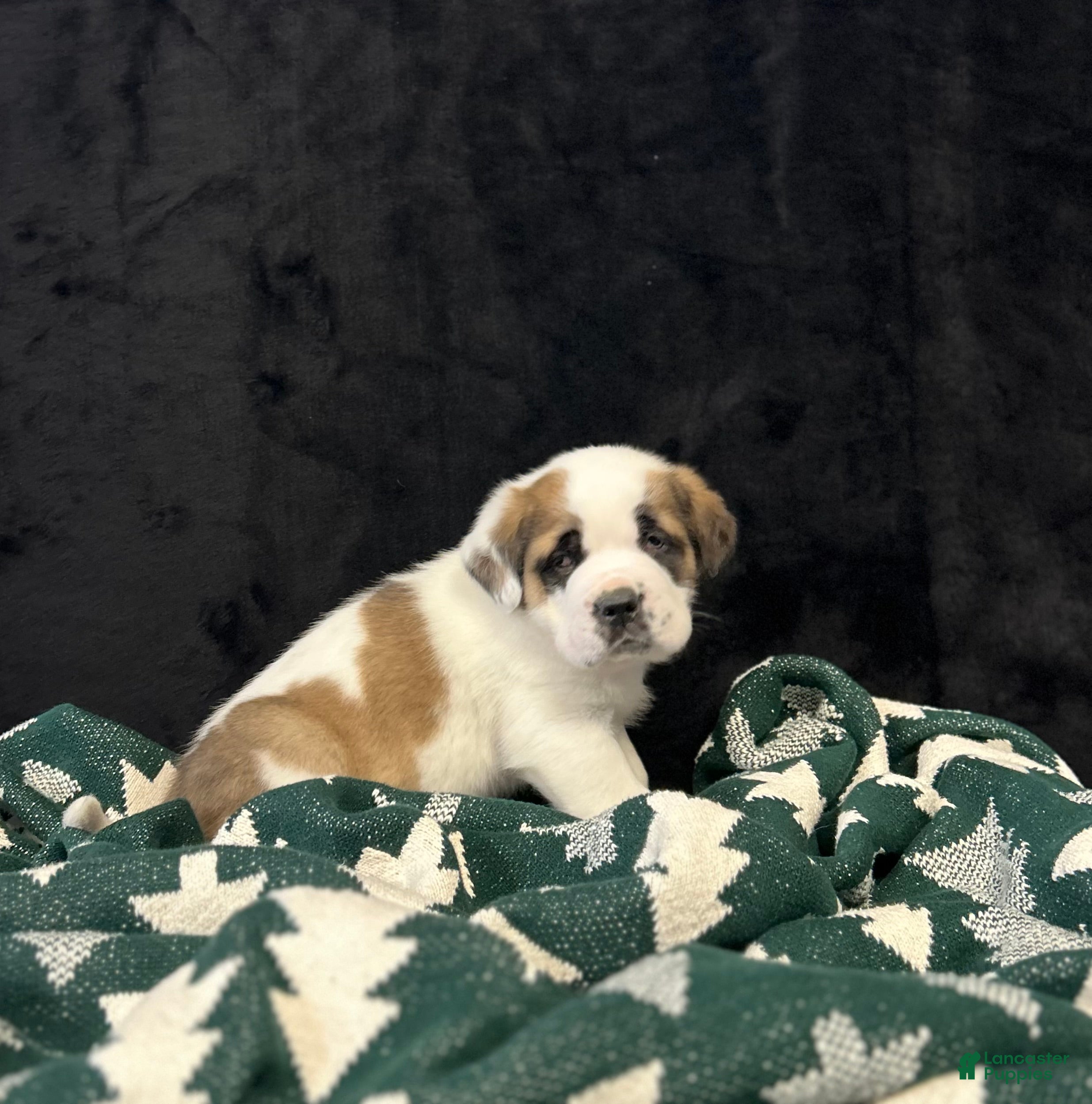 Saint Bernard dogs Hunter - Ad 3