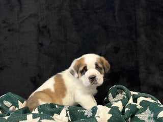 Saint Bernard dogs Hunter - Ad 4