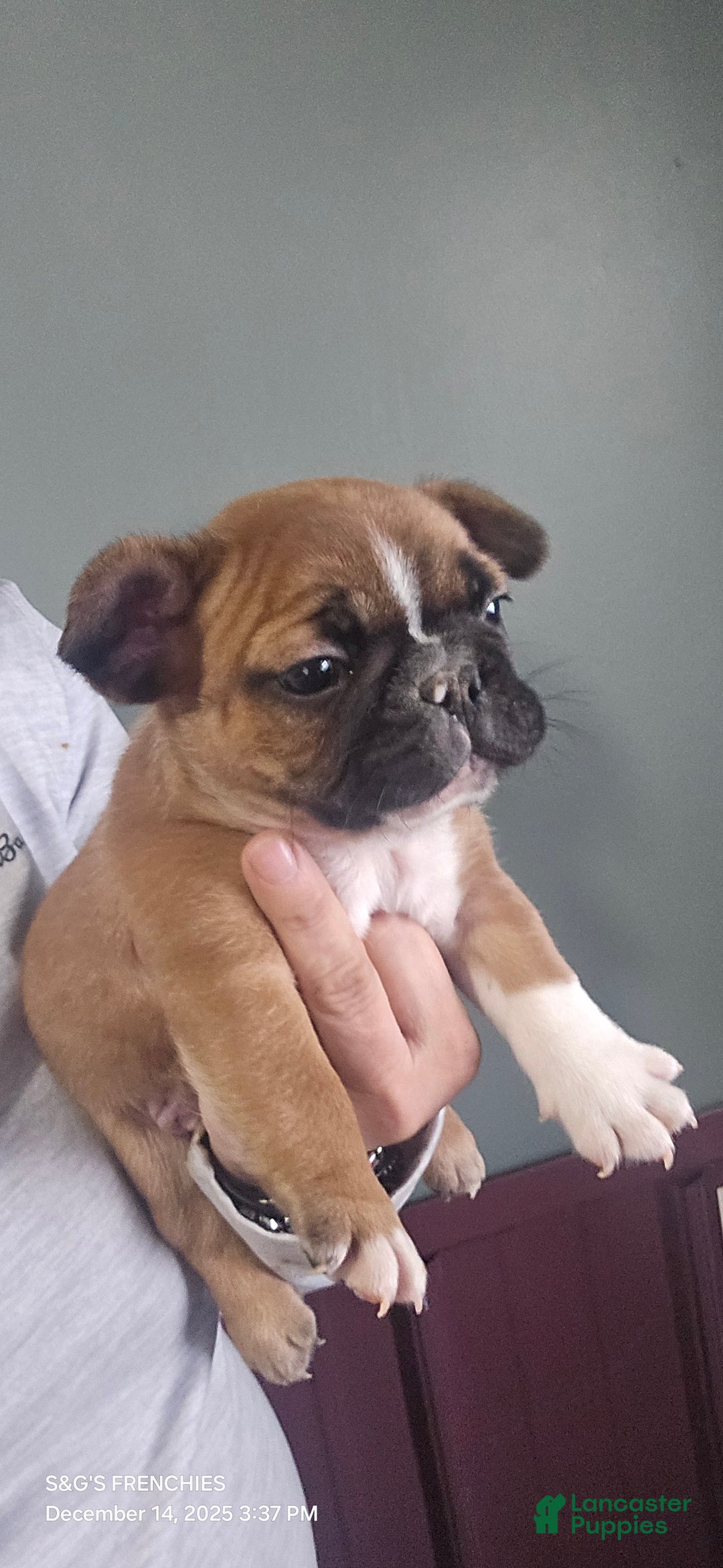 French Bulldog dogs for sale: STRYKER - Ad 2