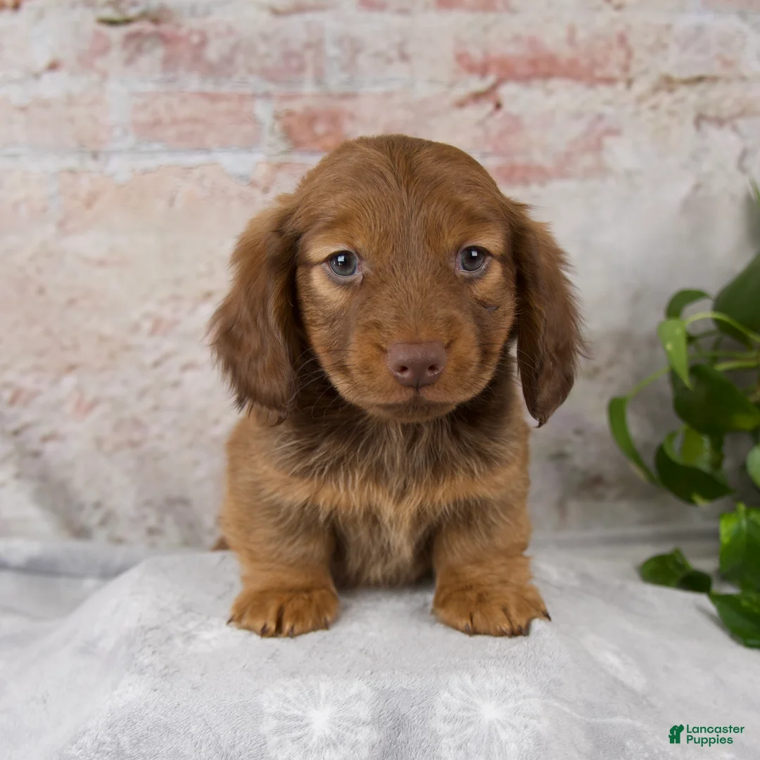 Miniature Dachshund dogs for sale: Otis - Ad 1