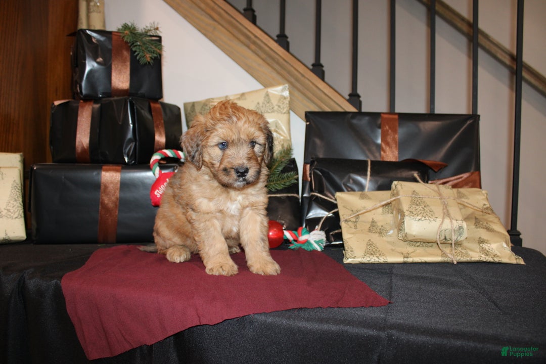 Whoodle dogs for sale: Levi - Ad 4