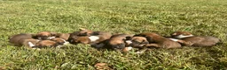 Boxer dogs for sale: AKC Boxer - Female 1 - Ad 4