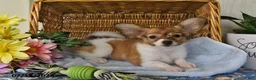 Papillon dogs for sale: Bonnie - Ad 5