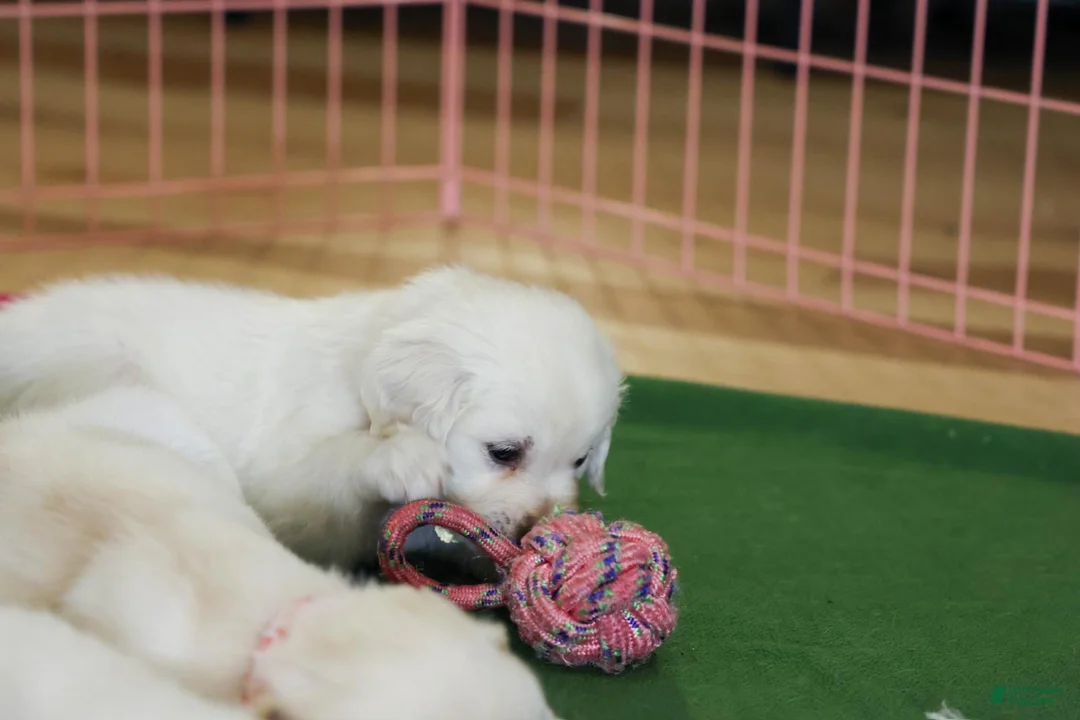 Golden Retriever dogs for sale: Willow - Ad 1