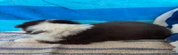 Australian Shepherd dogs for sale: Maple (AKC) - Ad 7