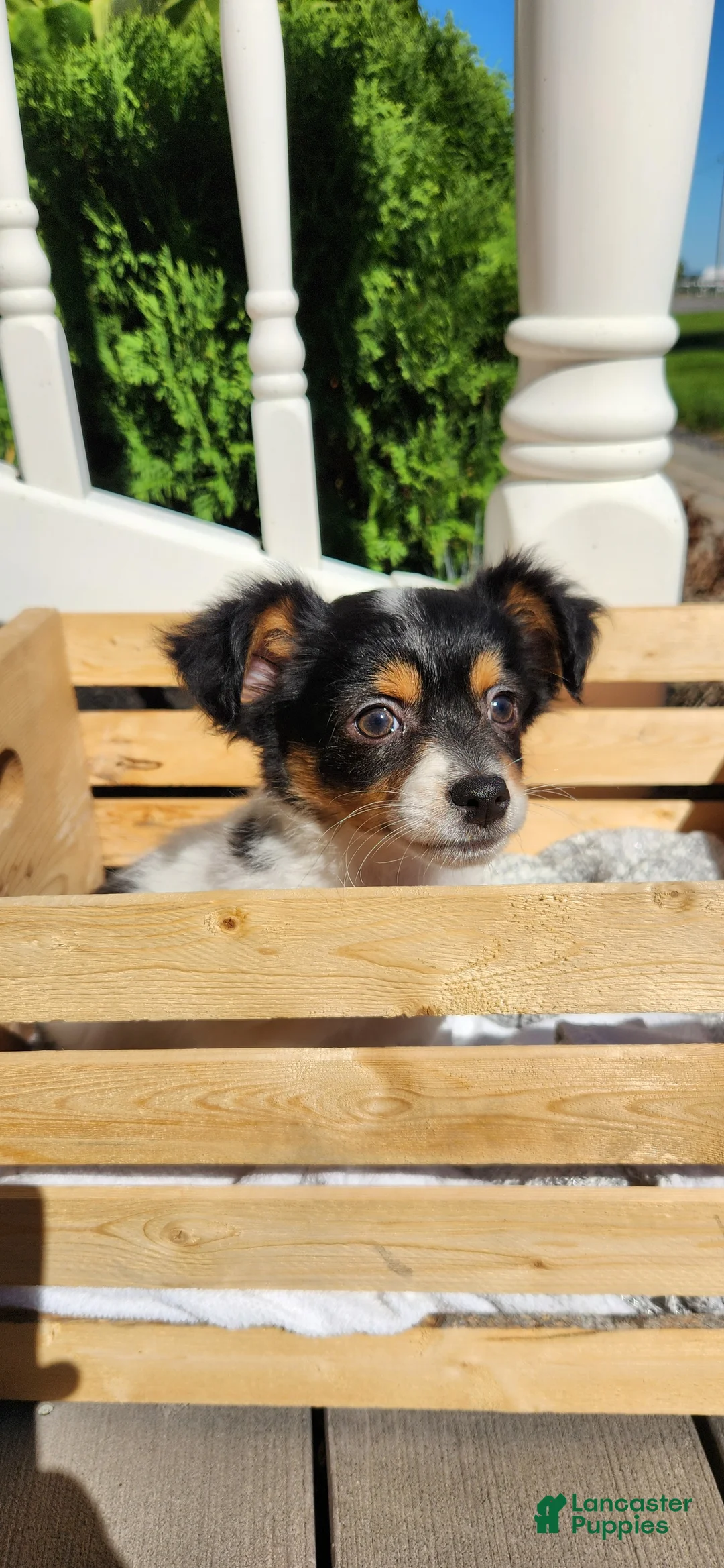 Chihuahua dogs for sale: Kipton - Ad 13