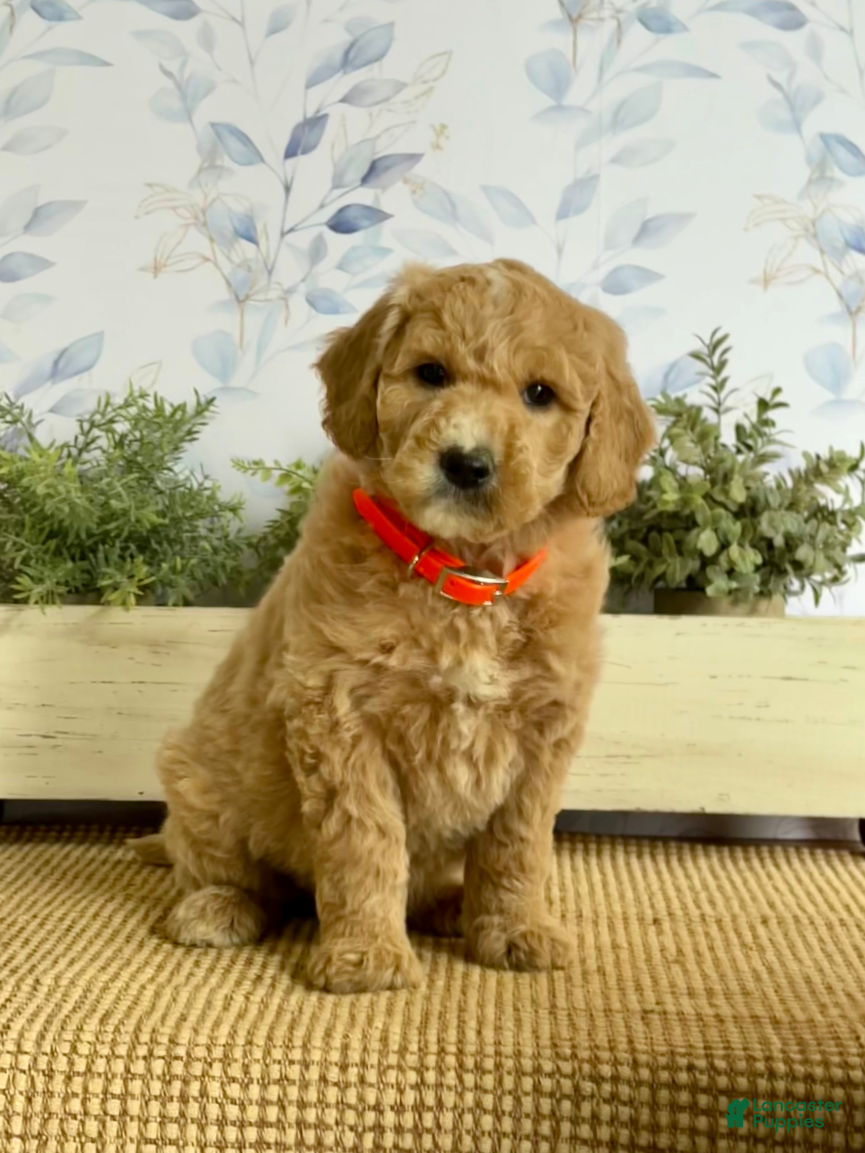 Mixed Breed dogs Kermit - Ad 2