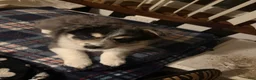 Pomsky dogs for sale: Pomsky Puppy 2 - Ad 5