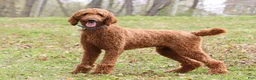 Goldendoodle dogs for sale: Chloe - Ad 8