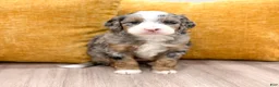 Mini Bernedoodle dogs for sale: Skye - Ad 1