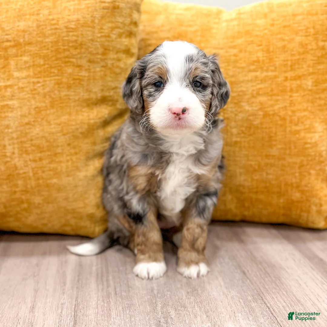 Mini Bernedoodle dogs for sale: Skye - Ad 1