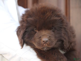 Newfoundland dogs Pansy - Ad 6