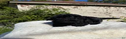 Yorkiepoo dogs for sale: Yorkiepoo 2 - Ad 3
