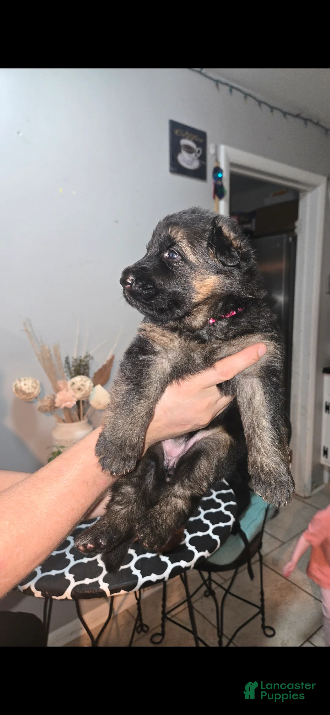 German Shepherd dogs for sale: German Shepherd 5 - Ad 2