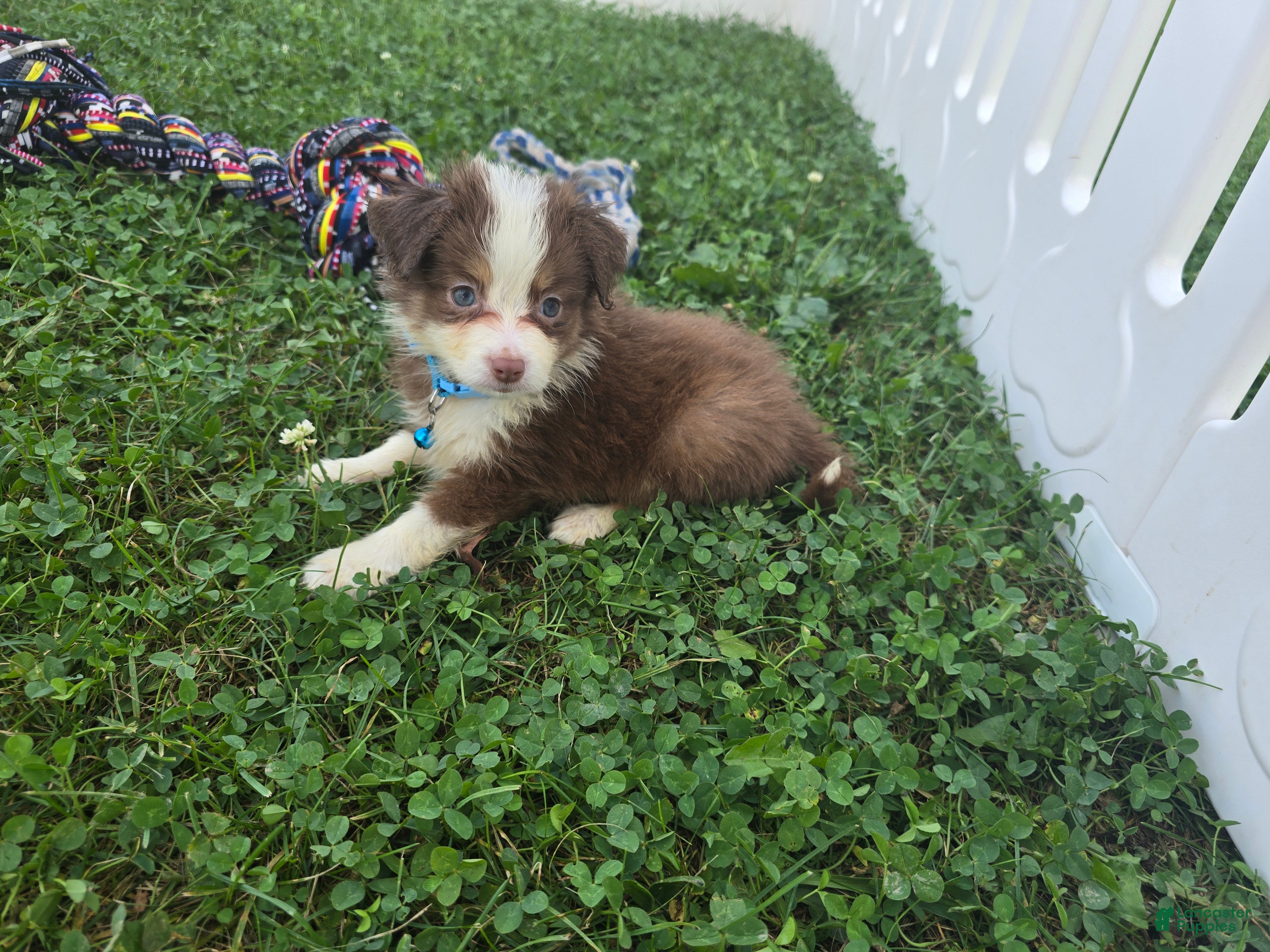 Toy Australian Shepherd dogs Boy 4 - Ad 2