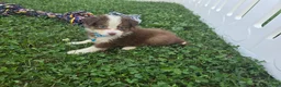 Toy Australian Shepherd dogs for sale: Boy 4 - Ad 2