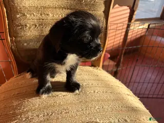 Mixed Breed dogs Kylie - Ad 13