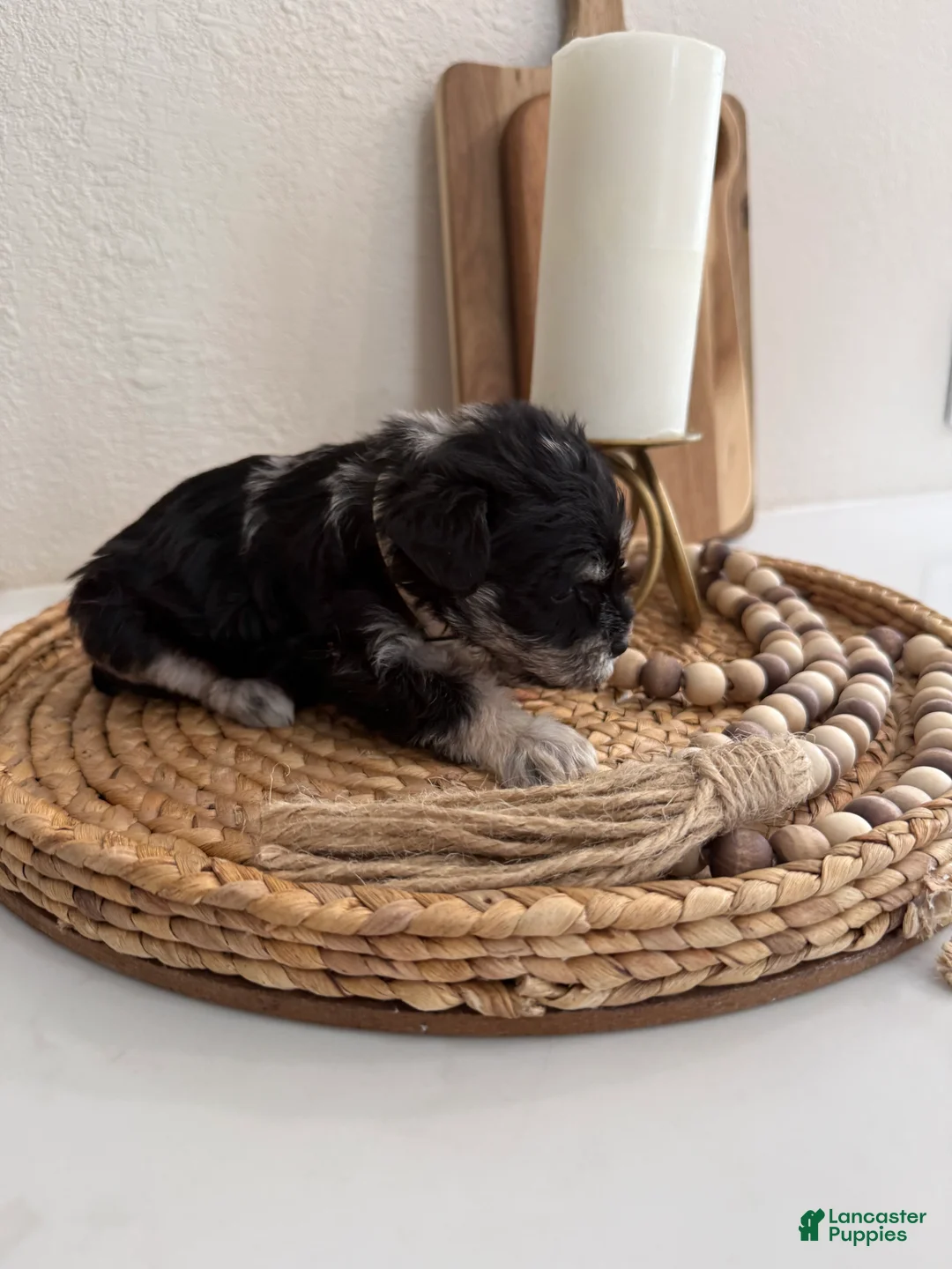 Miniature Schnauzer dogs for sale: Coconut - Ad 2