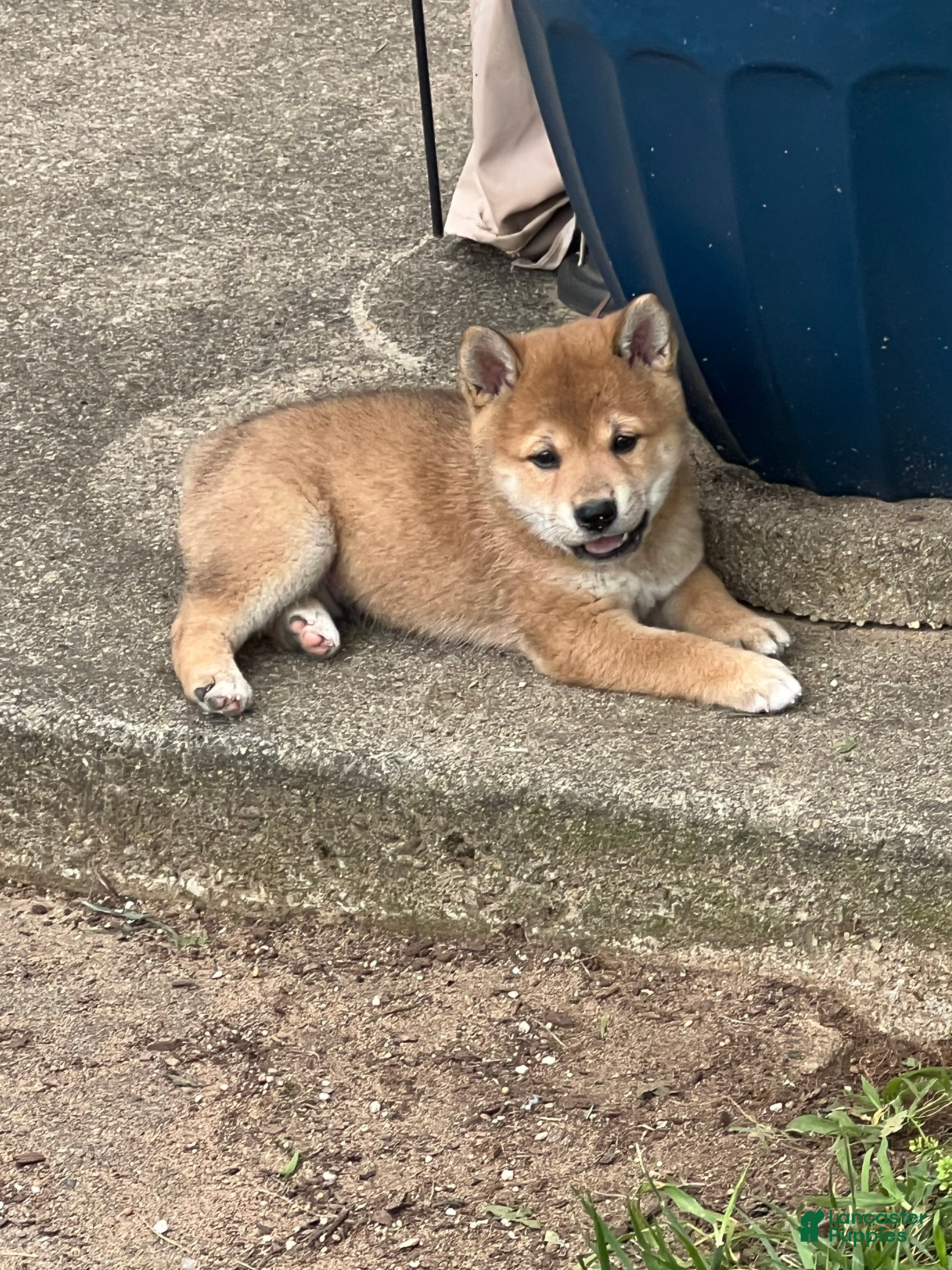 Shiba Inu dogs Nugget - Ad 30