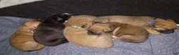 Mixed Breed dogs for sale: Mixed Breed 1 - Ad 12