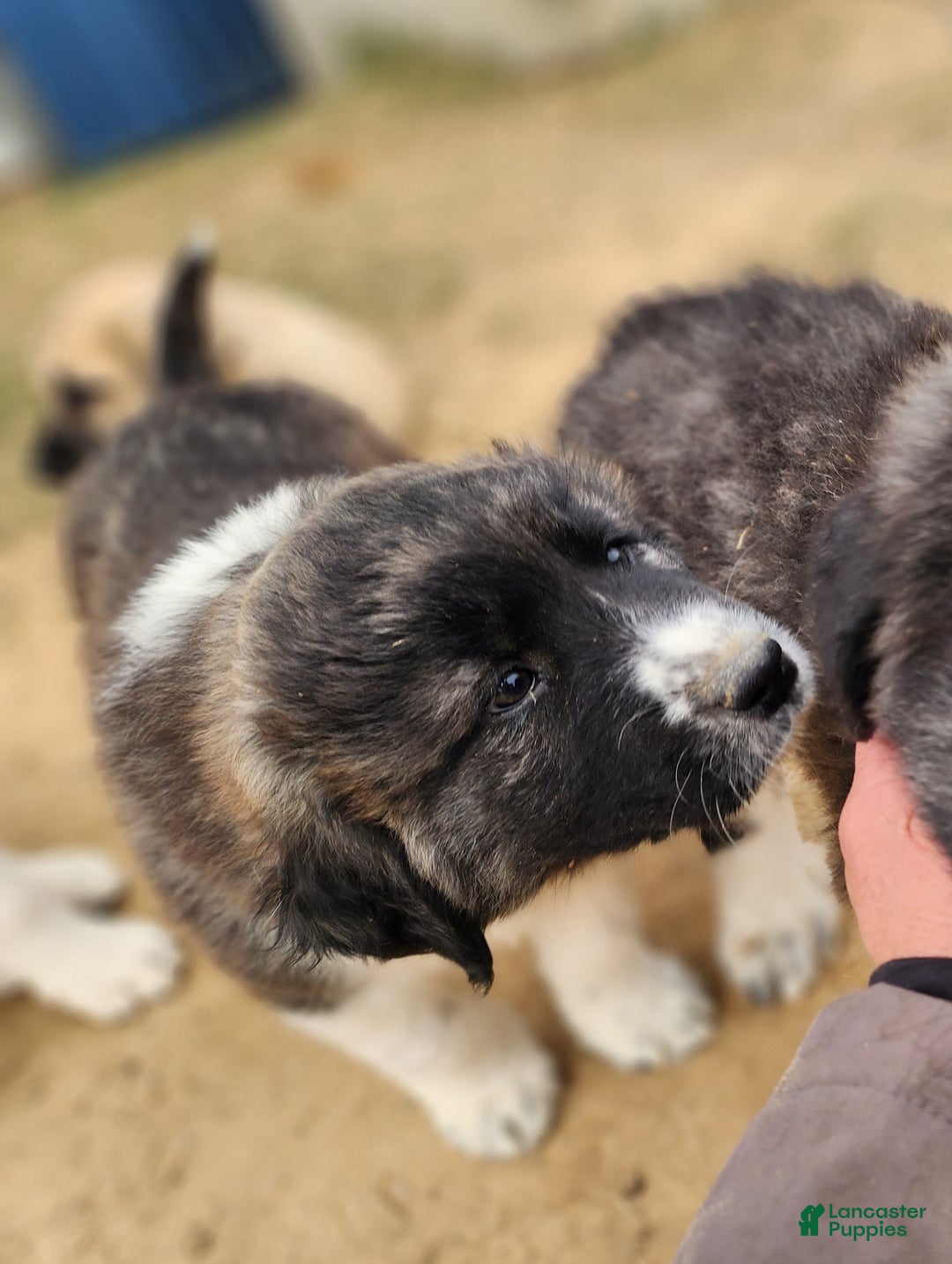 Anatolian Shepherd dogs for sale: Zena 2025 F1 ASD puppy - Ad 27