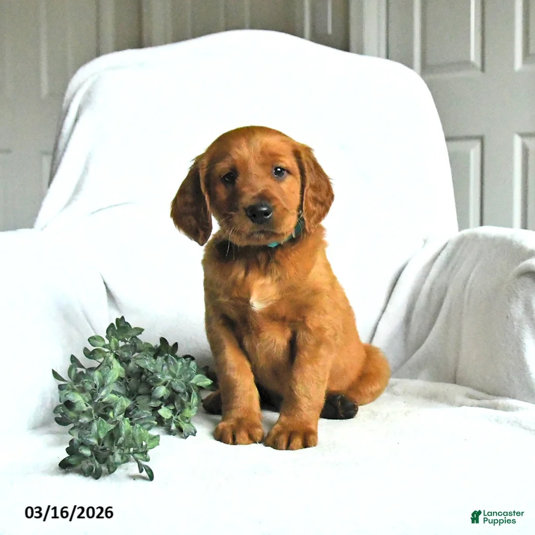 Mixed Breed dogs for sale: Wayne - Ad 2