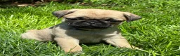Pug dogs for sale: Oscar - Ad 4