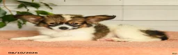 Papillon dogs for sale: Pierce - Ad 3