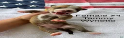 American Bulldog dogs for sale: Tammy Wynette/ Female #4 - Ad 4