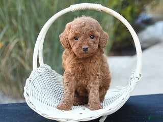 Toy Poodle dogs - Ad 32