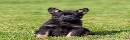 German Shepherd dogs for sale: Sadie German Shepherd Puppy  - Ad 4